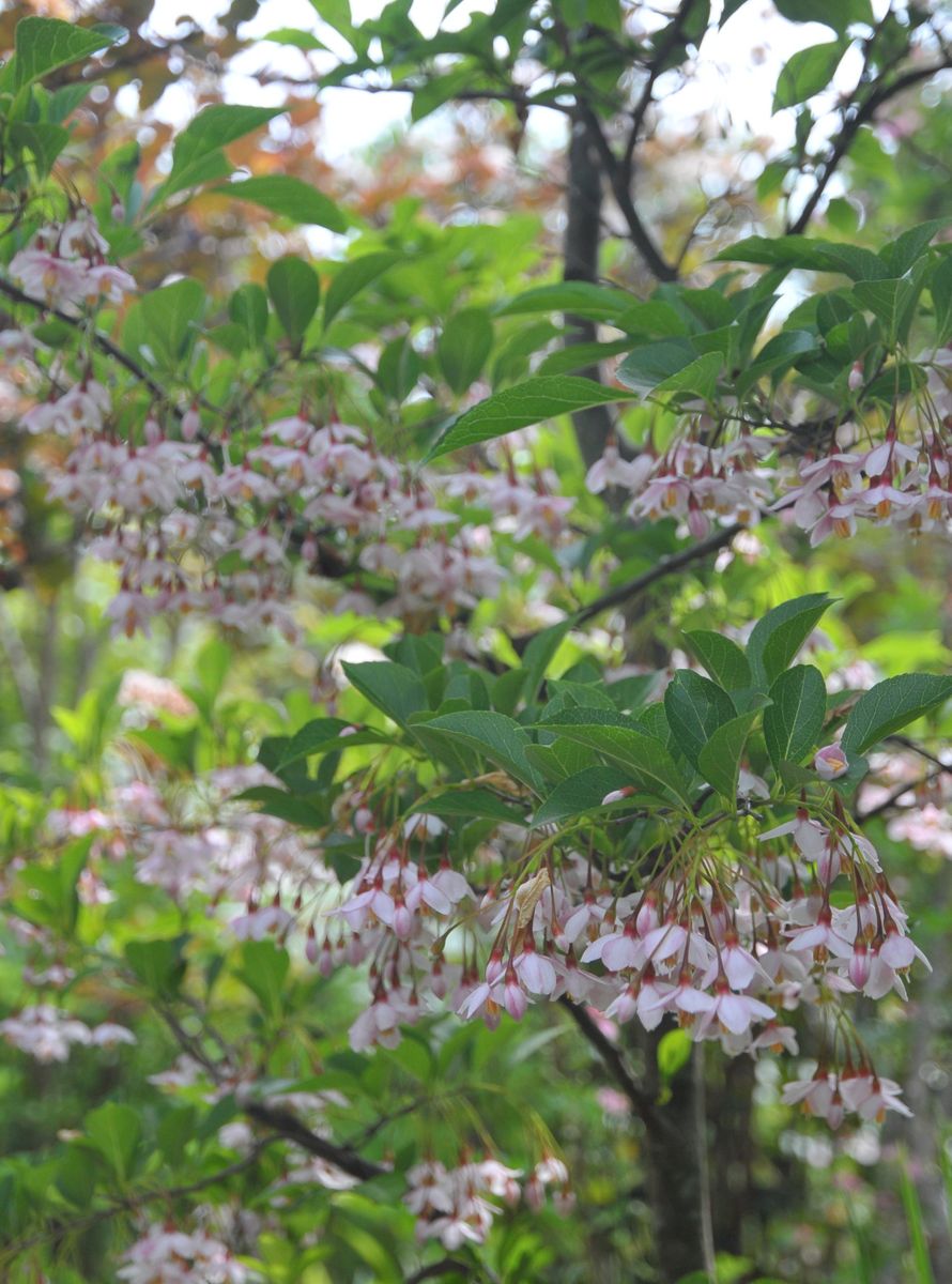 ピンクのエゴノキの花