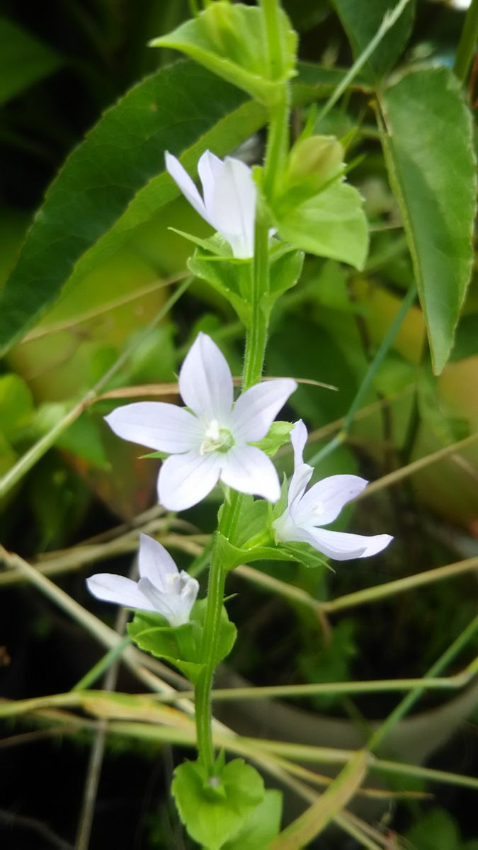 本当にあるものですね。🍀