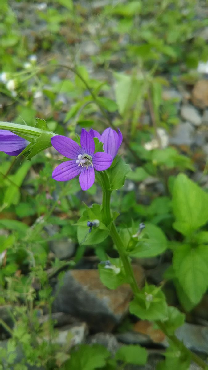 本当にあるものですね。🍀