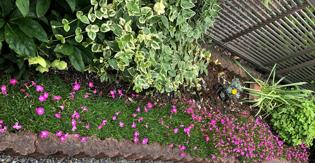 額紫陽花が明日の雨を待ってます。