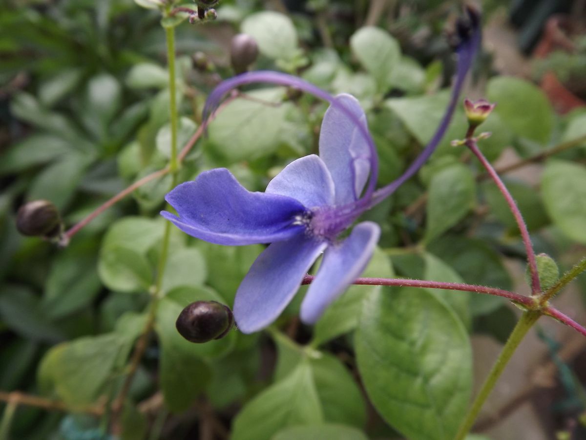 色んなお花達♪