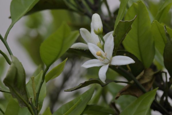 柑橘類の花の季節だね～