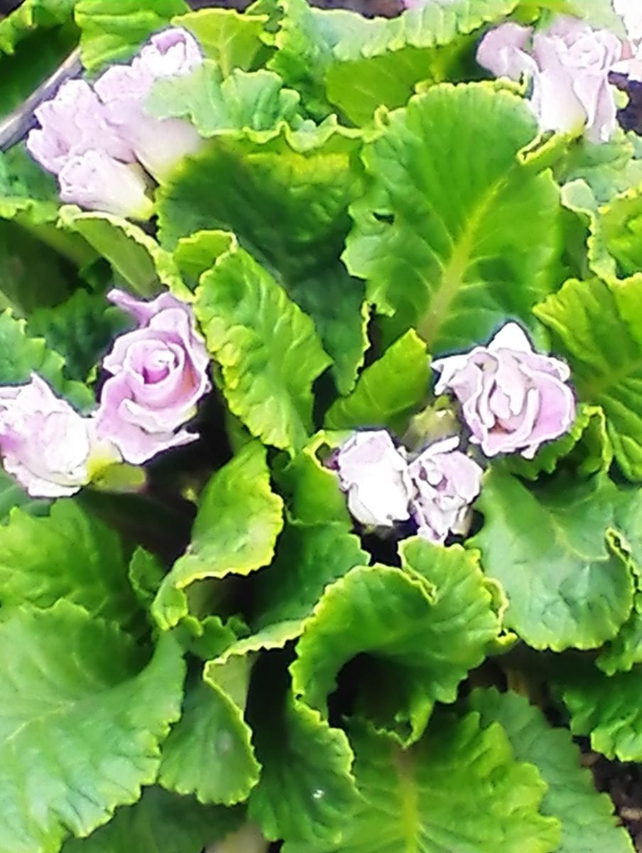 咲いていた＊紫の花･5月25日