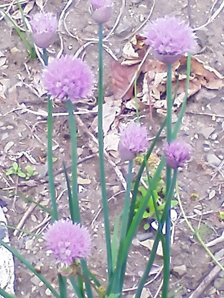 咲いていた＊紫の花･5月25日