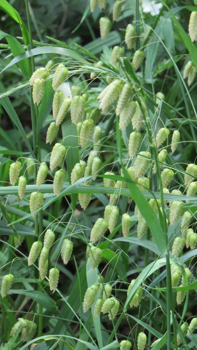 野草の群生