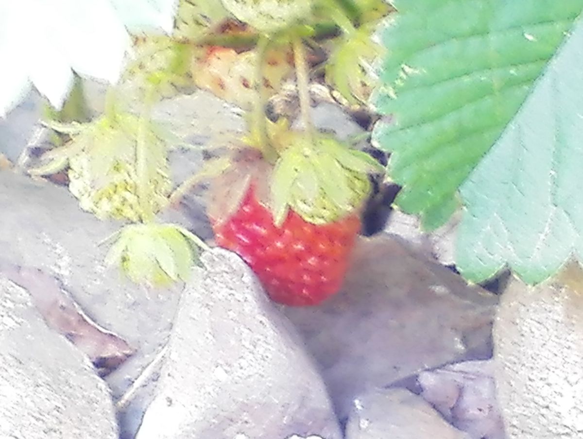 庭のイチゴ達🍓＊5月25日