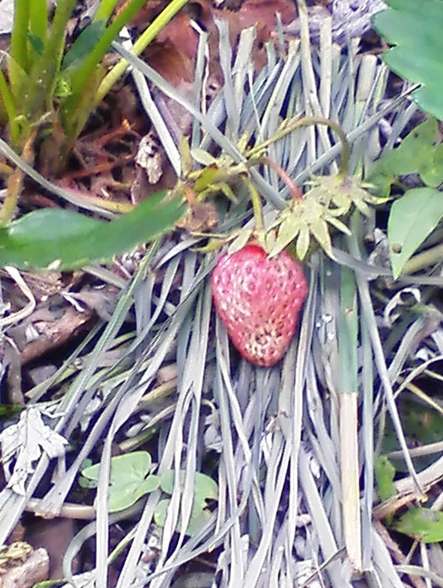 庭のイチゴ達🍓＊5月25日