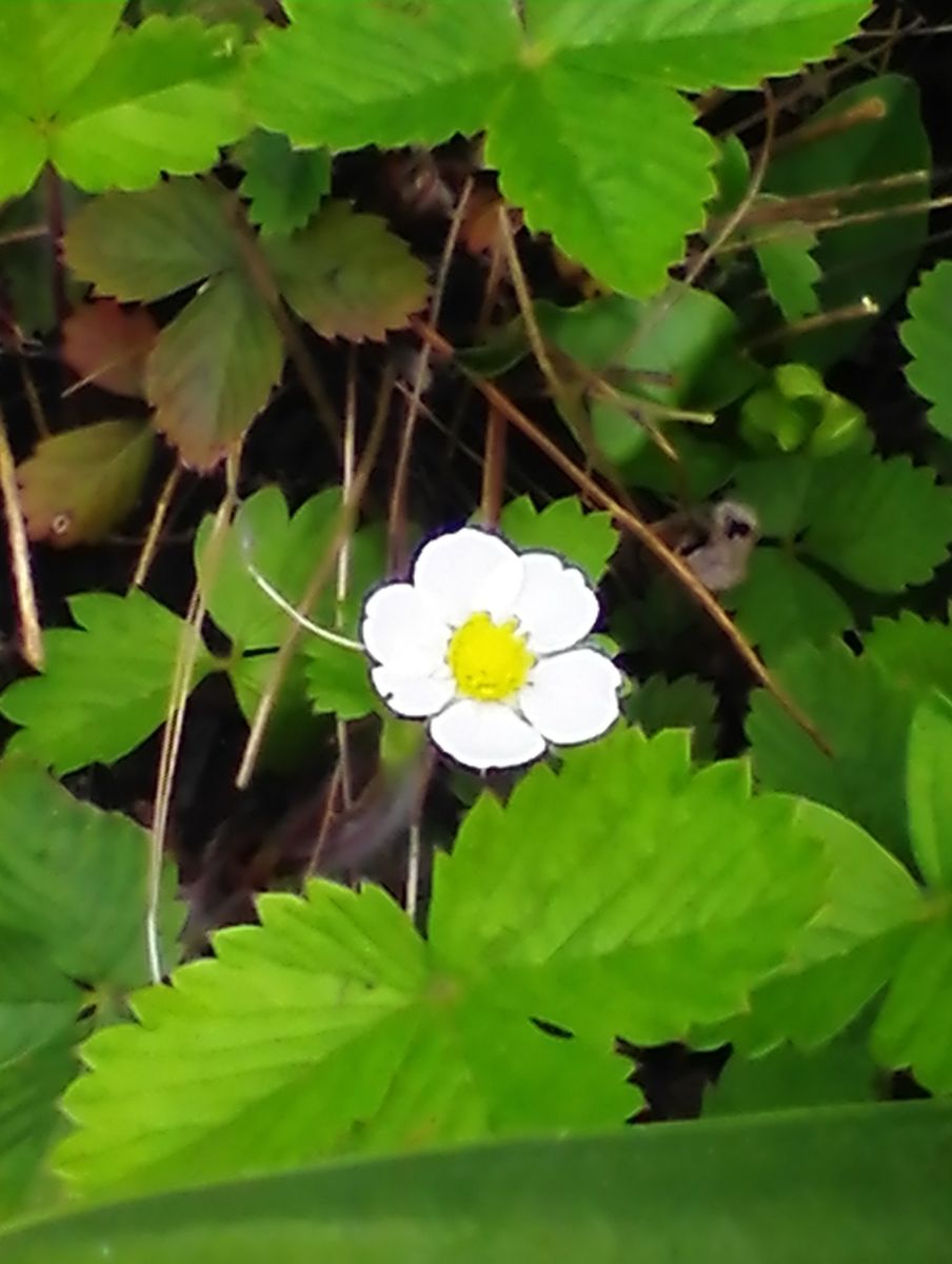 庭のイチゴ達🍓＊5月25日