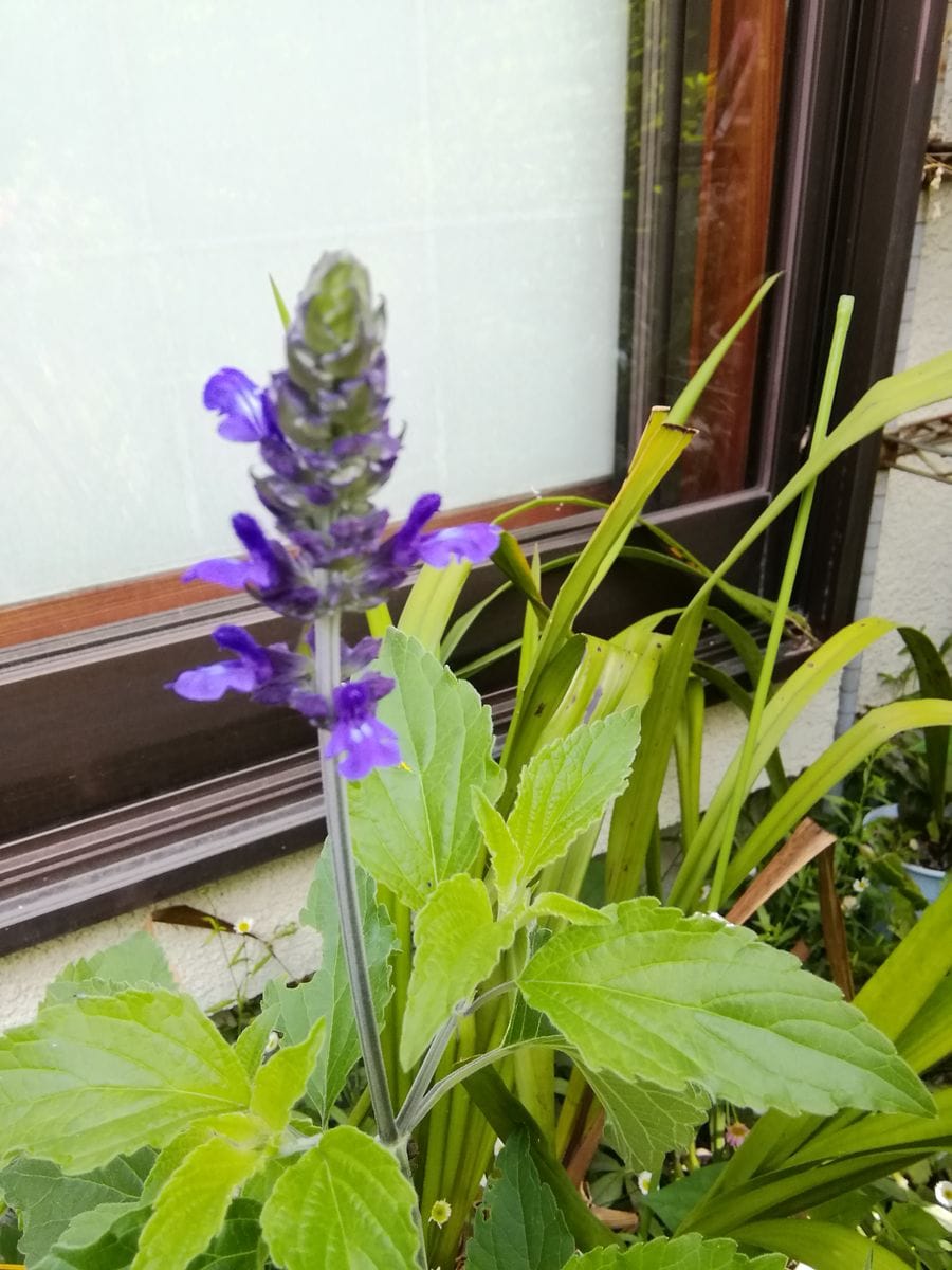 昨日の花ですが✨