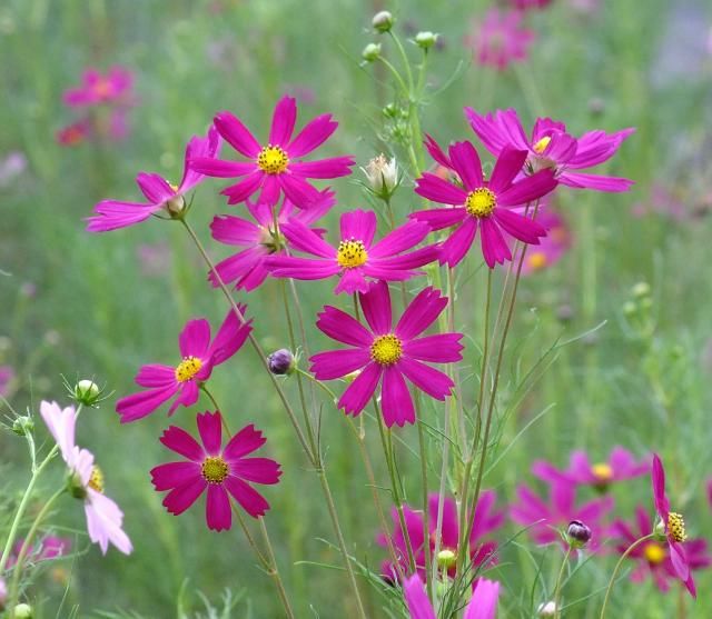 私の好きな花