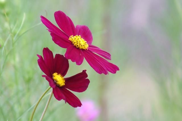 私の好きな花