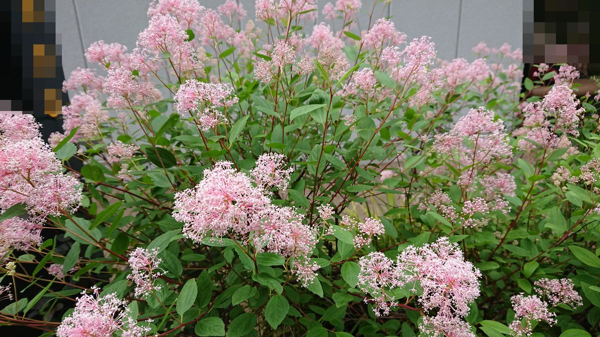 この花木の名前は