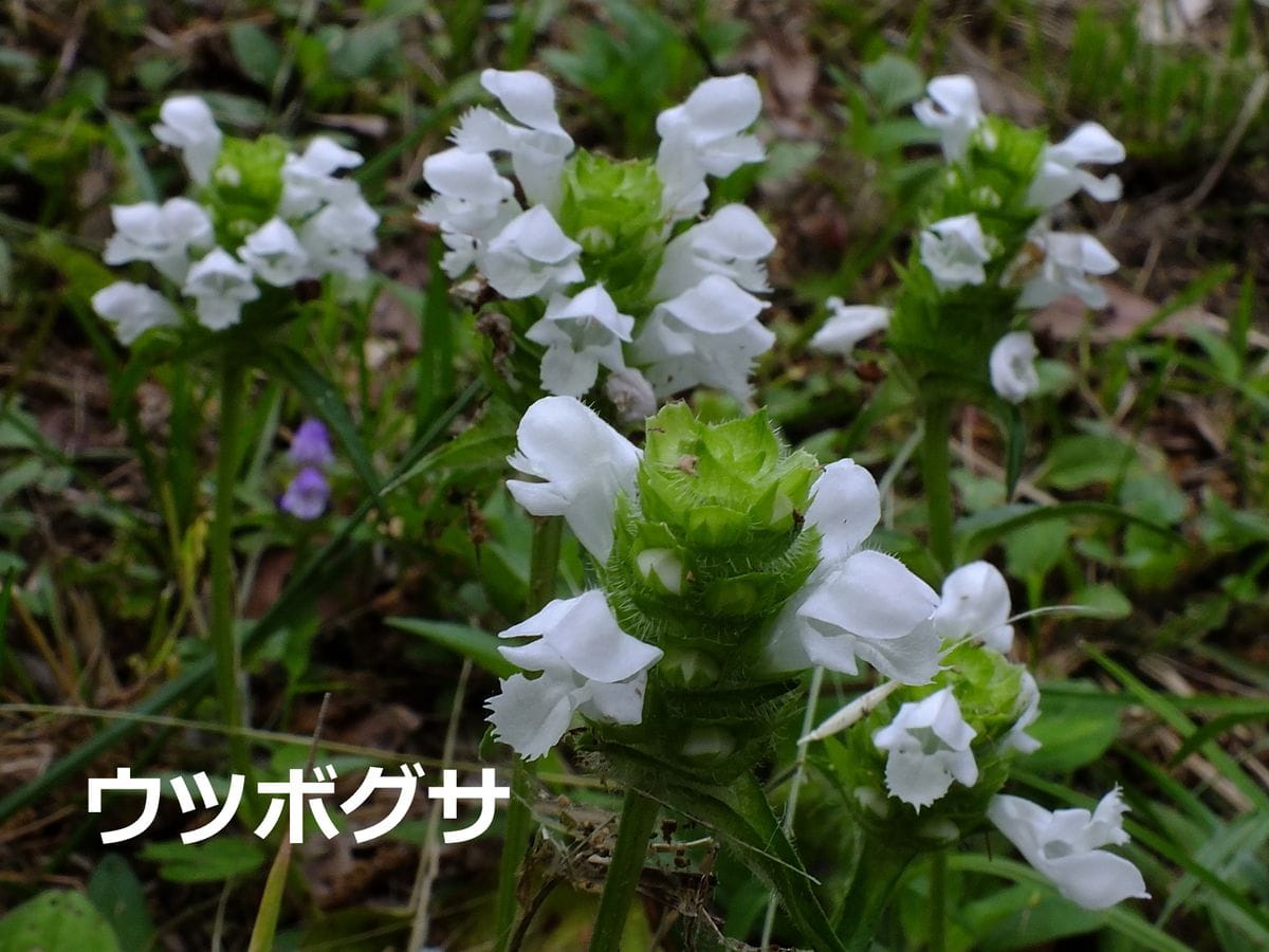 野の花