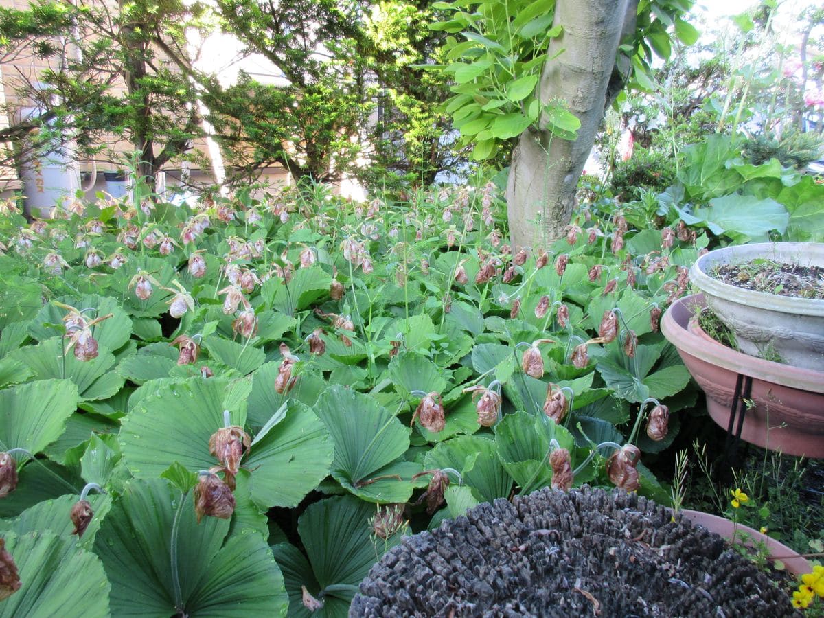 我が家の隠れた自慢5月26日の様子です