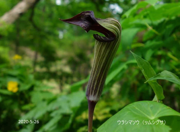 里山の花たち