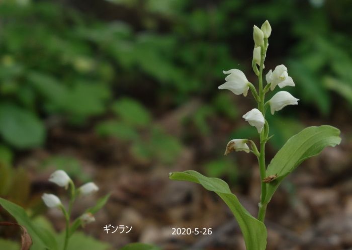 里山の花たち