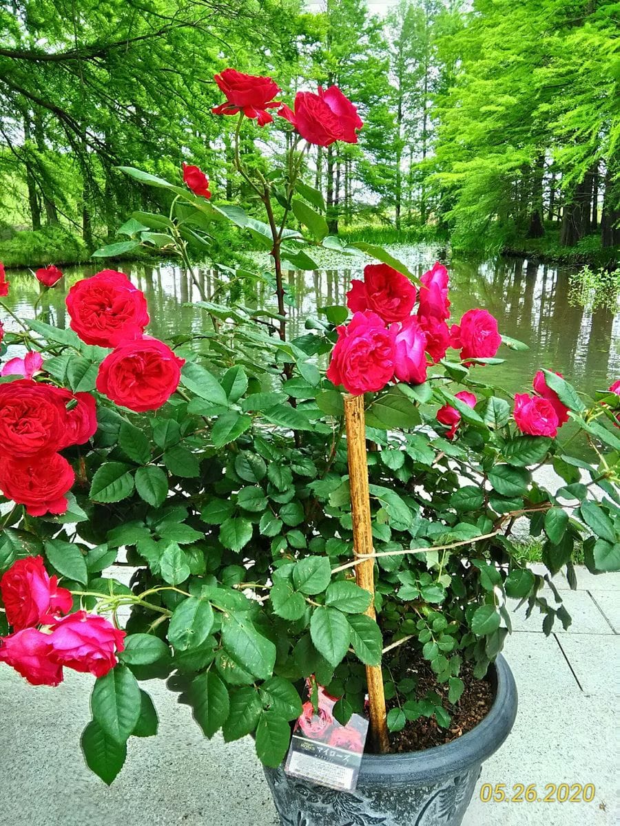 水戸植物園