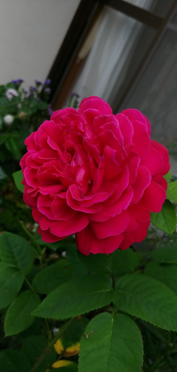 今日の薔薇🌹