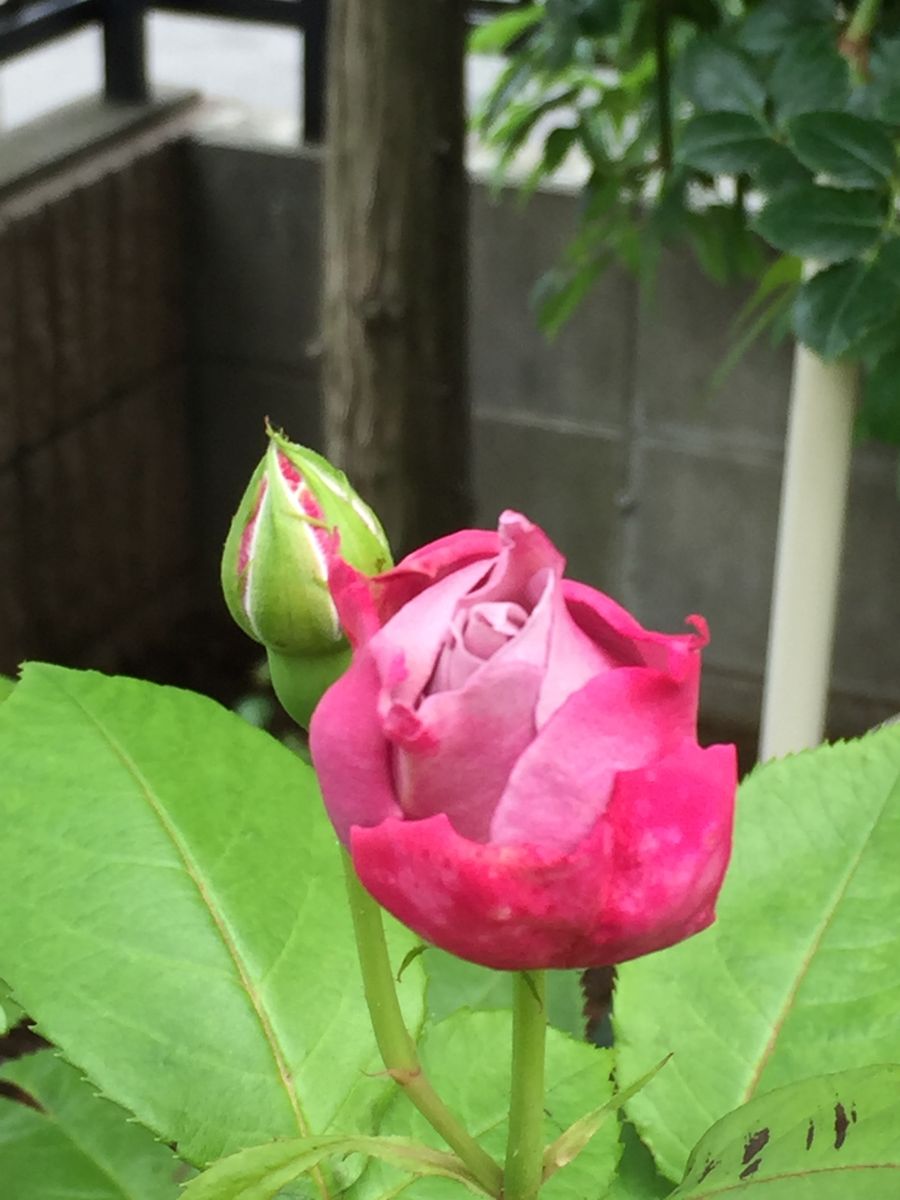 ノヴァーリス咲き出しました🌹