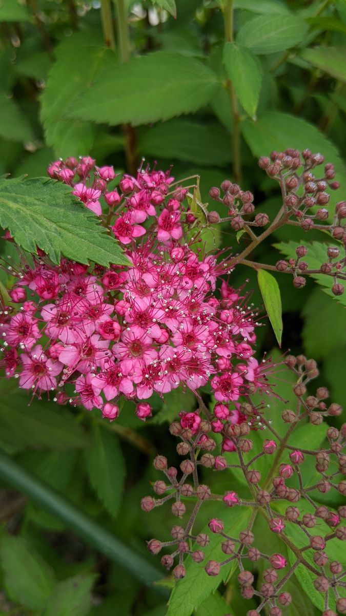 シモツケ開花