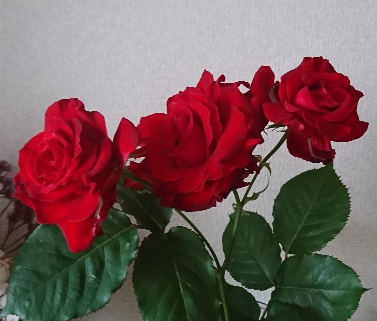 バラさん達🌹