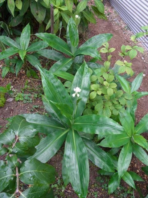 植えた記憶が無い「ヤブミョウガ」