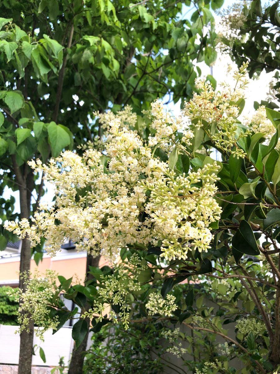 この花の名前教えて。