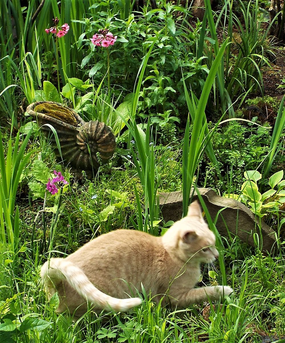 朝のクリンソウ