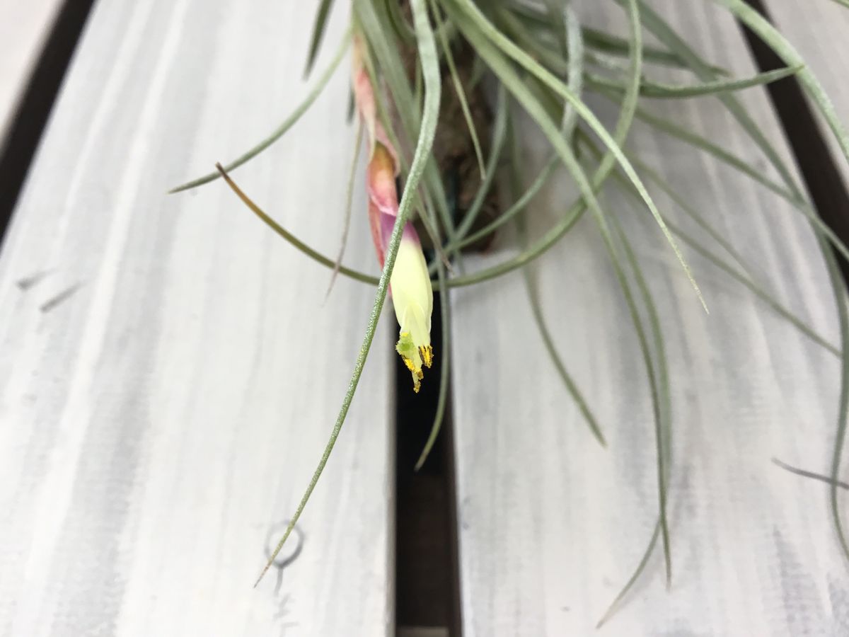 Tillandsia rectifolia　チランジア　レクティフォリア　開花