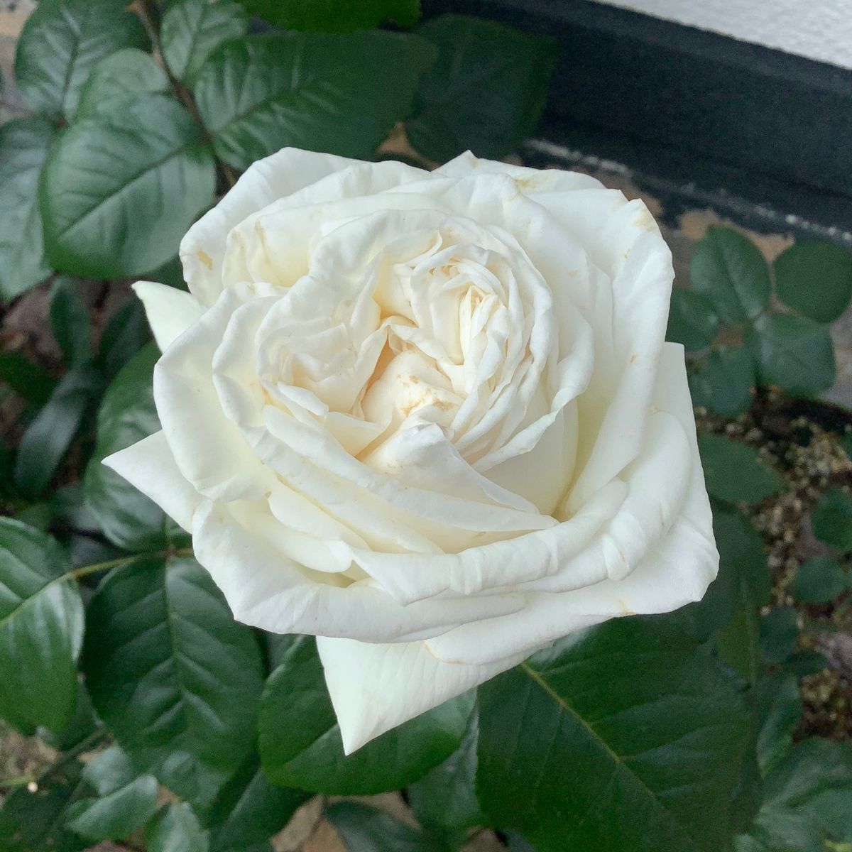 今日の薔薇便り🌹