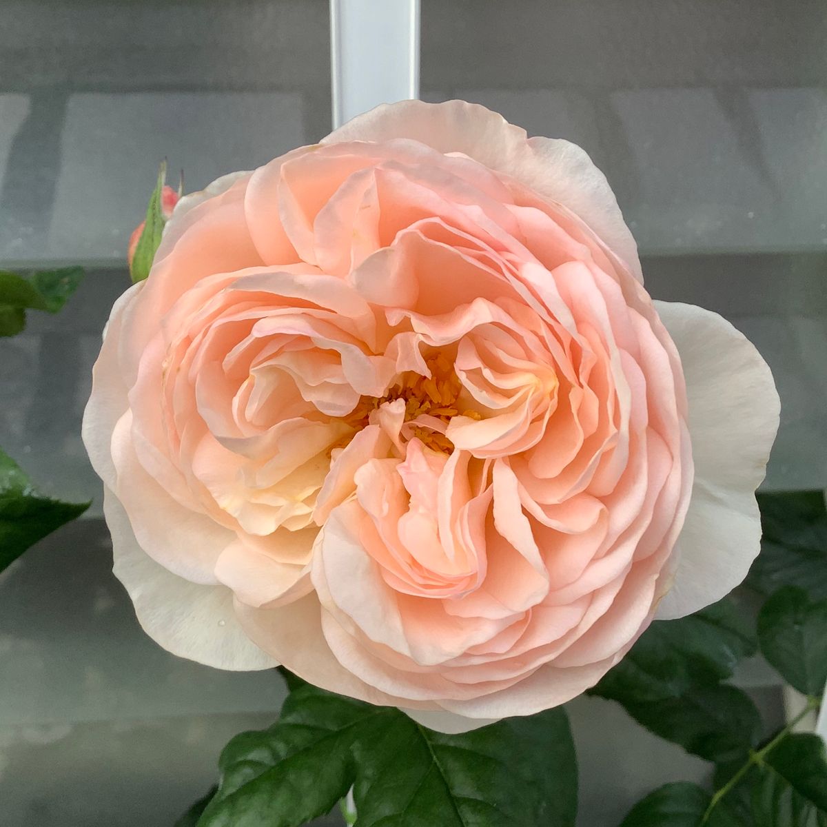 今日の薔薇便り🌹