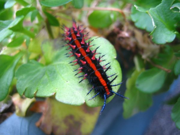 パンジーに付いた毛虫について