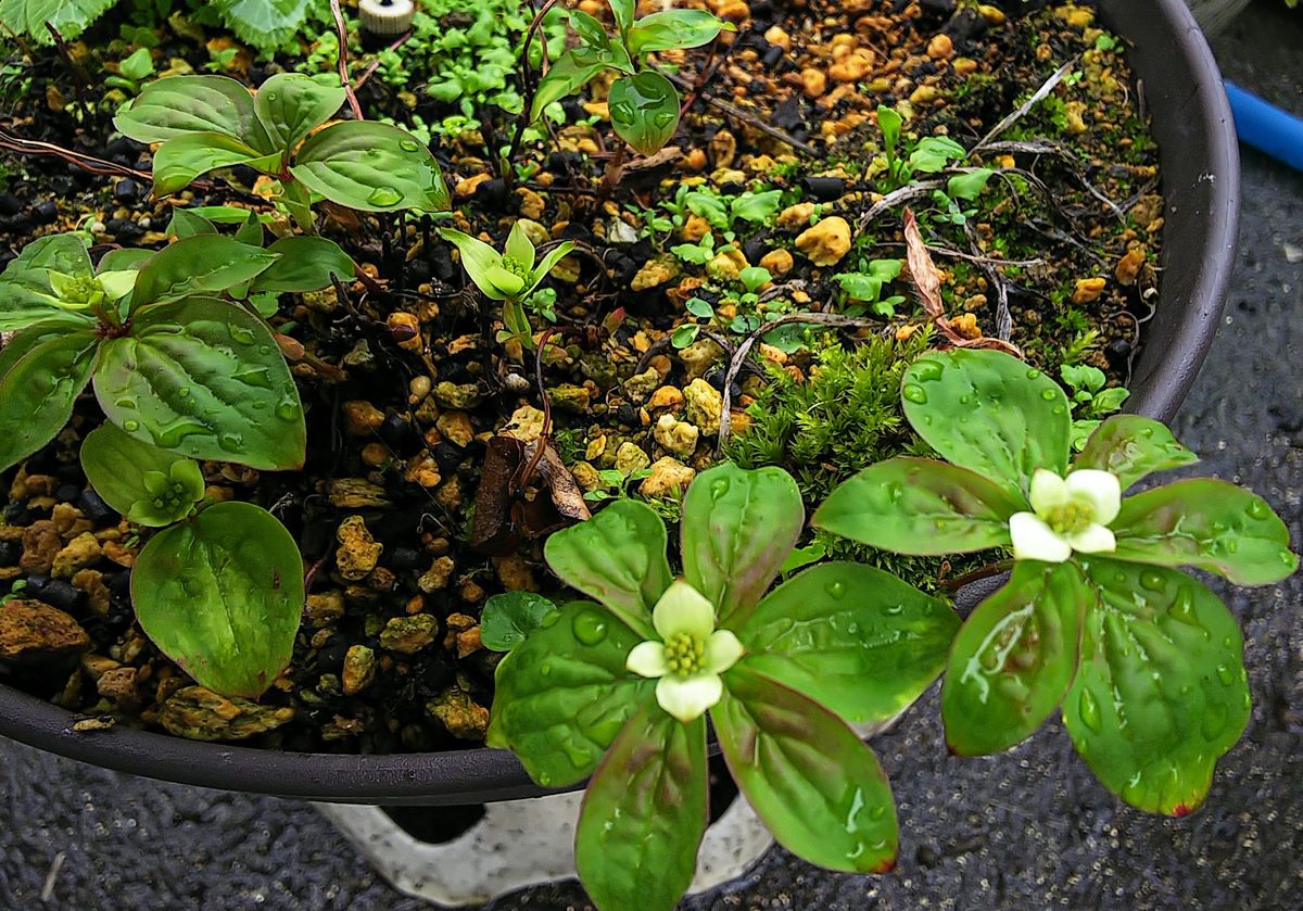 ゴゼンタチバナの花