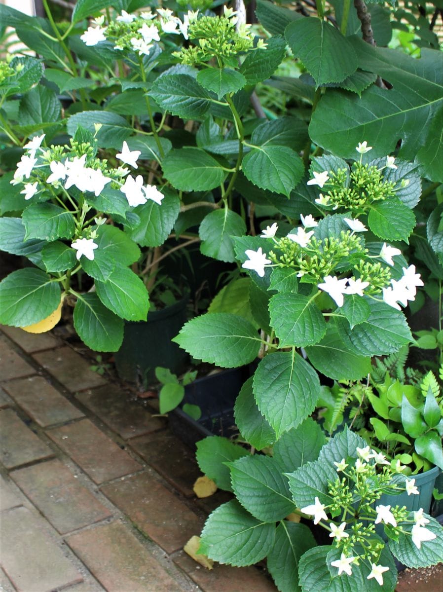 紫陽花・墨田の花火