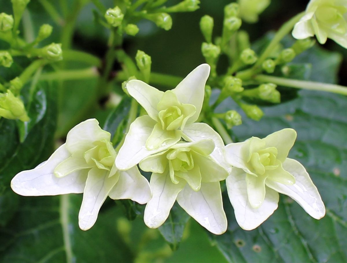 紫陽花・墨田の花火