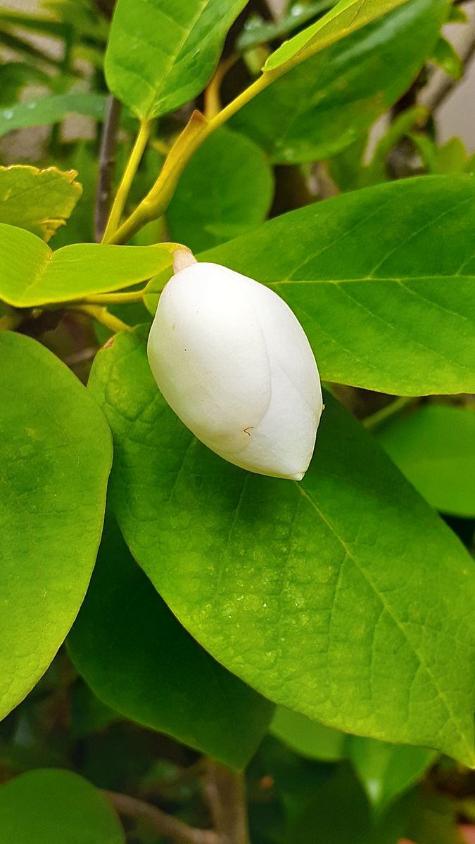 ふくおかルーバルガーデン2～初夏🌿から夏👒へ***  庭便り～オオヤマレンゲの蕾、葡萄🍇の赤ちゃん。