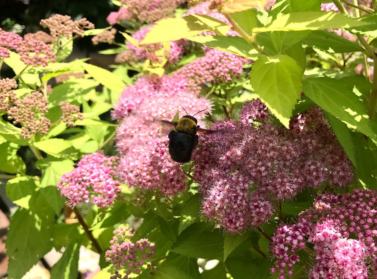 クマバチ撮った〜