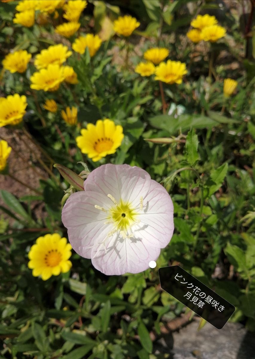 夏つばきの花が咲きました。(*^-^*)