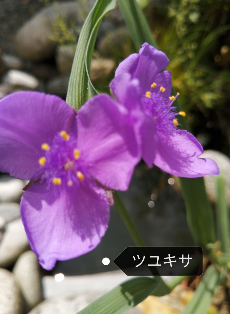 夏つばきの花が咲きました。(*^-^*)