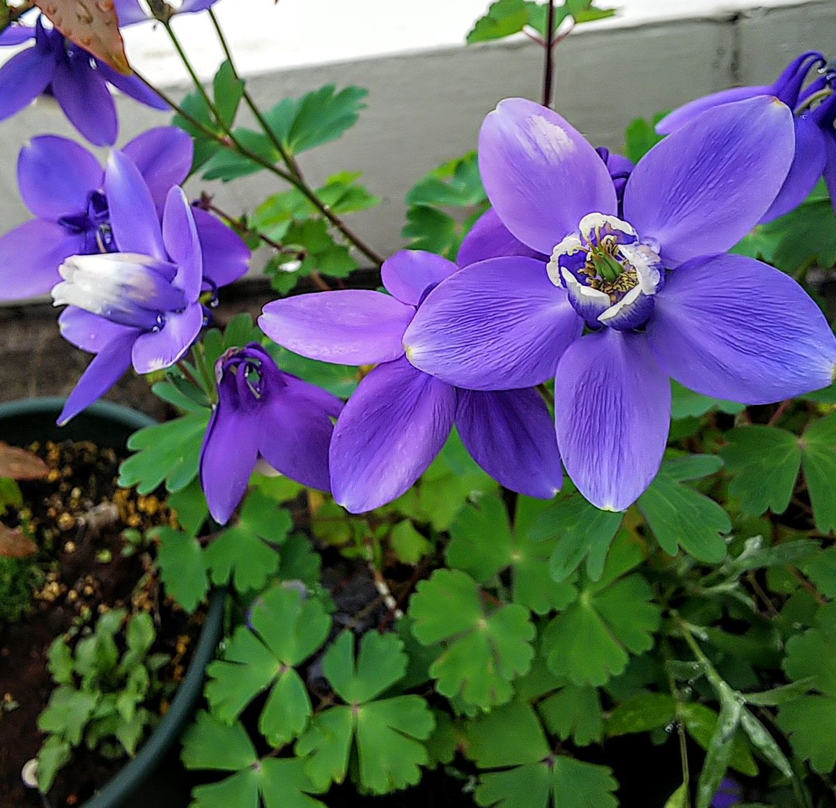 美しいオダマキの花