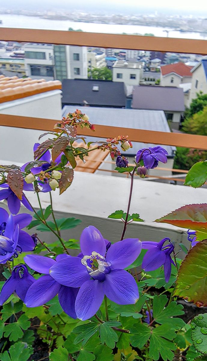 美しいオダマキの花