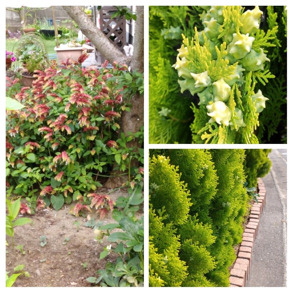 散歩道で見かけた花