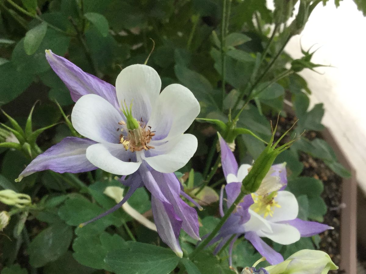 紫陽花が咲き進んで来ました〜🌟