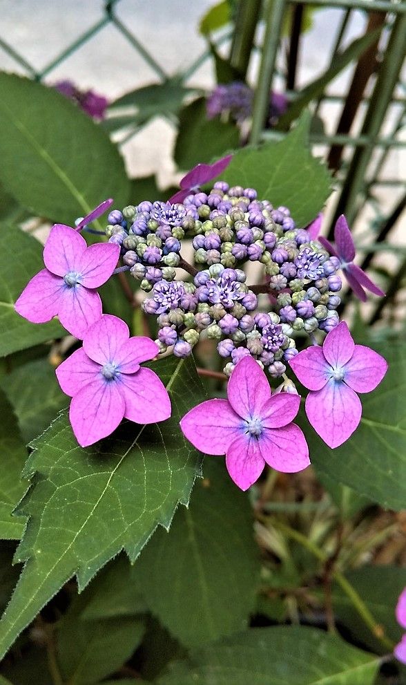 初夏の草花