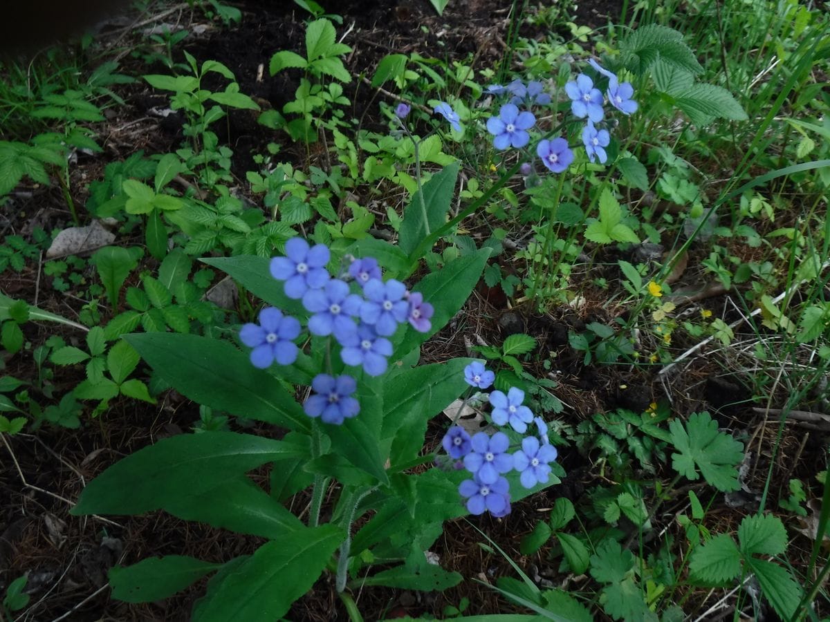 青い花の美しさ