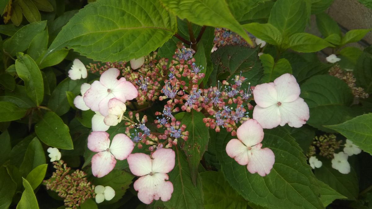 ホンダのショールームでもらった山紫陽花咲いてます