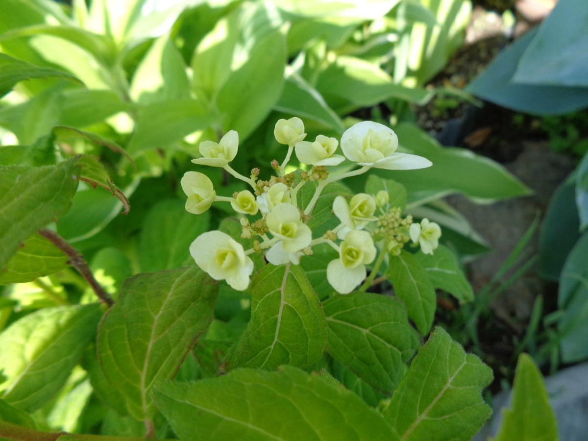 今日の紫陽花たち