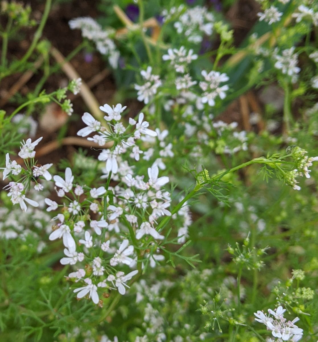 野菜の花🌼