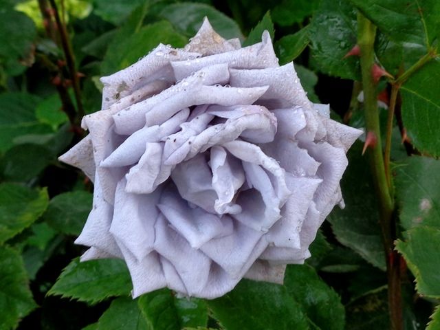 雨上がりのバラ⑧