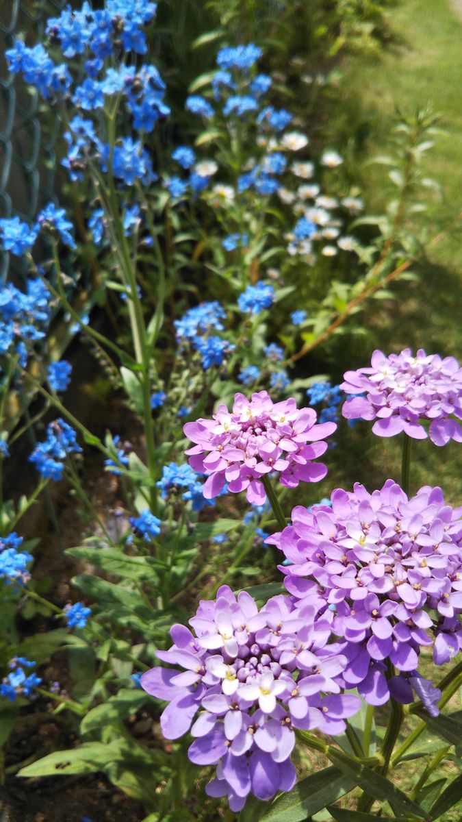 開花を楽しみながら🌿